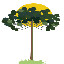 araucaria